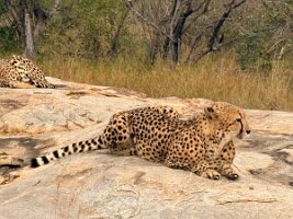 IMG_038733